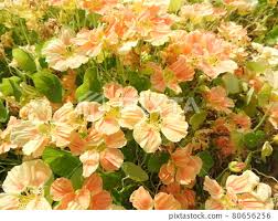 Attēlu rezultāti vaicājumam “Tropaeolaceae”