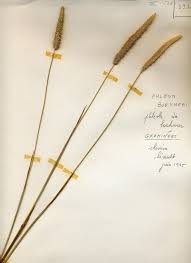 Attēlu rezultāti vaicājumam “Phleum phleoides”