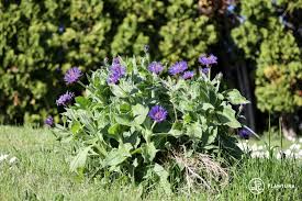 Image result for Flockenblume