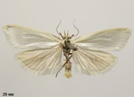 Attēlu rezultāti vaicājumam “Eana argentana”