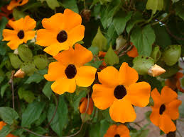 Image result for Thunbergia alata