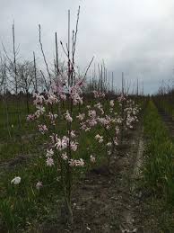 Attēlu rezultāti vaicājumam “Magnolia x loebneri”