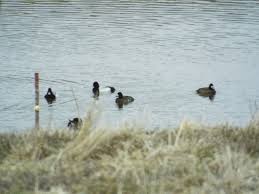 Image result for Aylesbury Ducks Sub Aqua Club