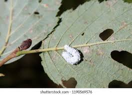 Attēlu rezultāti vaicājumam “Eriocampa ovata larva”