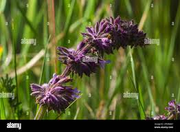 Attēlu rezultāti vaicājumam “Salvia verticillata”