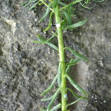 Attēlu rezultāti vaicājumam “Euphorbia cyparissias fruit”