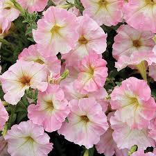 Image result for Petunia hybrida