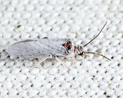 Attēlu rezultāti vaicājumam “Coniopterygidae”