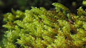 Attēlu rezultāti vaicājumam “Hygrohypnum luridum”