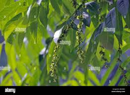 Attēlu rezultāti vaicājumam “Pterocarya fraxinifolia leaf”