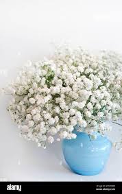 Attēlu rezultāti vaicājumam “Gypsophila fastigiata bud”