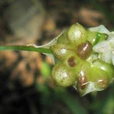 Attēlu rezultāti vaicājumam “Allium sativum”