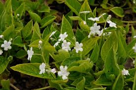 Attēlu rezultāti vaicājumam “Omphalodes verna leaf”