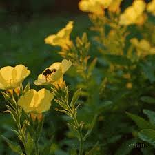 Attēlu rezultāti vaicājumam “Oenothera biennis flower”