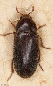 Attēlu rezultāti vaicājumam “Dermestidae”