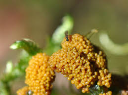 Attēlu rezultāti vaicājumam “Physarum virescens”