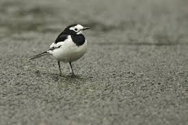 Image result for Motacilla alba