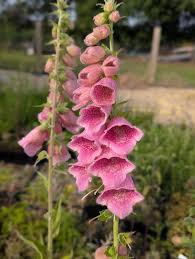 Attēlu rezultāti vaicājumam “Galium album flower”