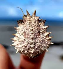 Image result for Hyas coarctatus