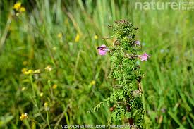 Attēlu rezultāti vaicājumam “Pedicularis palustris flower”