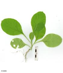 Attēlu rezultāti vaicājumam “Nicotiana tabacum leaf”