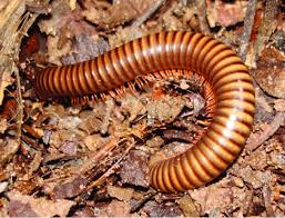 Attēlu rezultāti vaicājumam “Diplopoda”