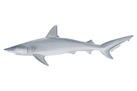 Image result for Carcharhinus isodon