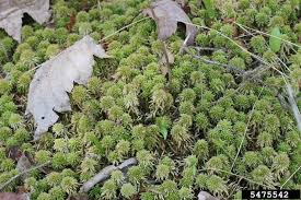 Attēlu rezultāti vaicājumam “Sphagnum wulfianum”