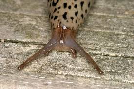 Attēlu rezultāti vaicājumam “Limax maximus”