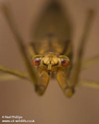 Attēlu rezultāti vaicājumam “Ranatra linearis”