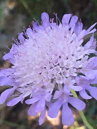 Image result for Scabiosa canescens