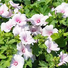 Image result for Lavatera trimestris