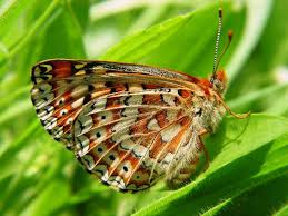 Attēlu rezultāti vaicājumam “Clossiana selene underside”