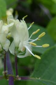 Attēlu rezultāti vaicājumam “Lonicera xylosteum flower”