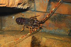 Image result for Palinurus elephas