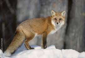 Attēlu rezultāti vaicājumam “Vulpes vulpes  adult”