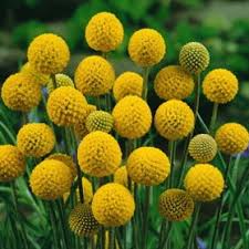 Attēlu rezultāti vaicājumam “Diderma globosum macro”