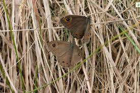 Attēlu rezultāti vaicājumam “Lasiommata maera underside”