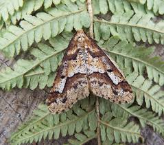 Attēlu rezultāti vaicājumam “Erannis defoliaria”