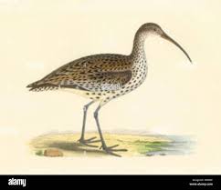 Image result for Numenius tenuirostris