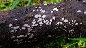 Attēlu rezultāti vaicājumam “Propolis farinosa”