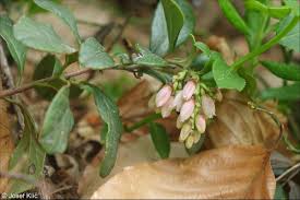 Attēlu rezultāti vaicājumam “Vaccinium vitis-idaea bud”
