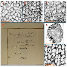 Attēlu rezultāti vaicājumam “Jungermannia hyalina cells”