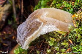 Attēlu rezultāti vaicājumam “Pseudohydnum gelatinosum”