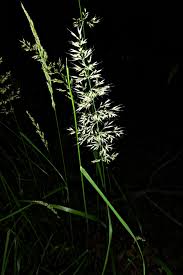 Attēlu rezultāti vaicājumam “Poa nemoralis”