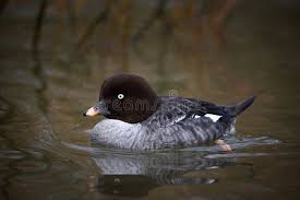 Attēlu rezultāti vaicājumam “Bucephala clangula female”