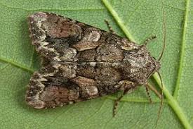 Attēlu rezultāti vaicājumam “Lacanobia contigua imago”