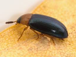 Attēlu rezultāti vaicājumam “Tetratoma fungorum”