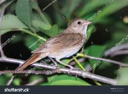 Image result for Luscinia luscinia