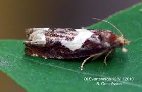 Attēlu rezultāti vaicājumam “Epiblema foenella”